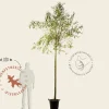 Salix alba 'Sericea'