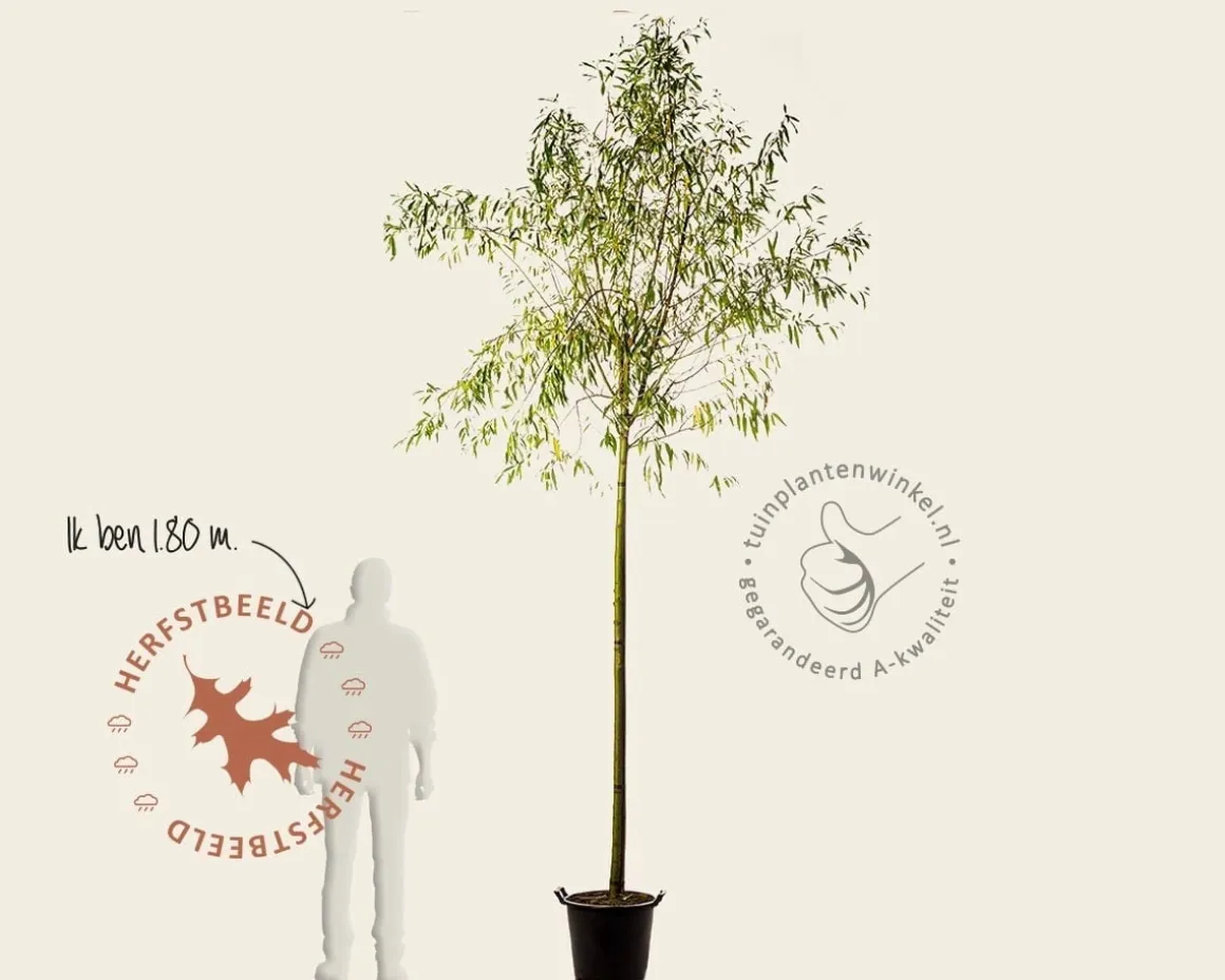 Salix alba 'Sericea'