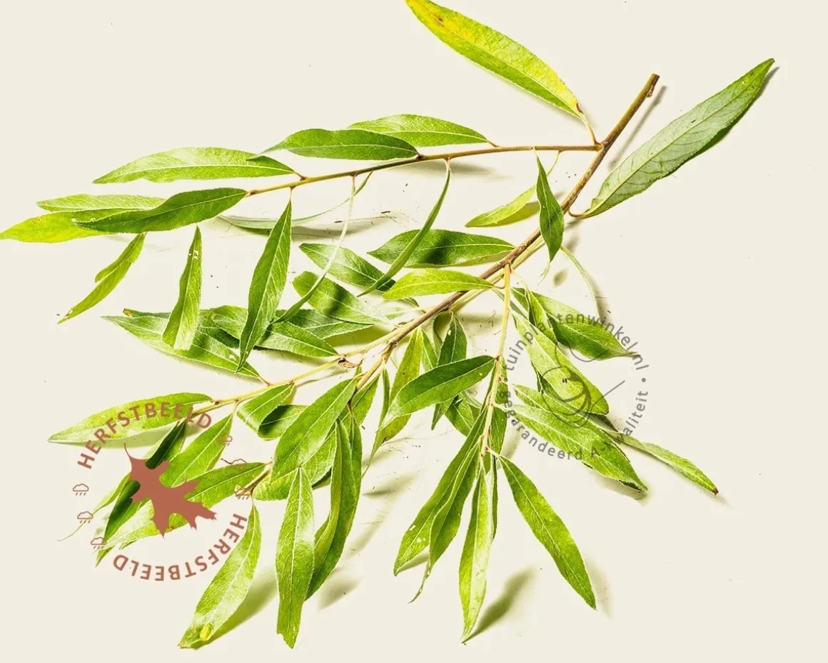 Salix alba 'Sericea'