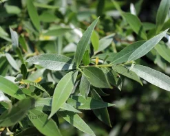 Salix alba 'Sericea'
