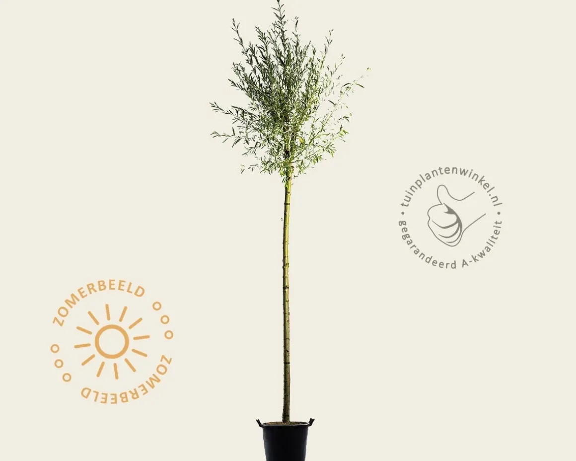 Salix alba 'Sericea'