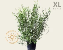 Salix babylonica 'Tortuosa' - XL