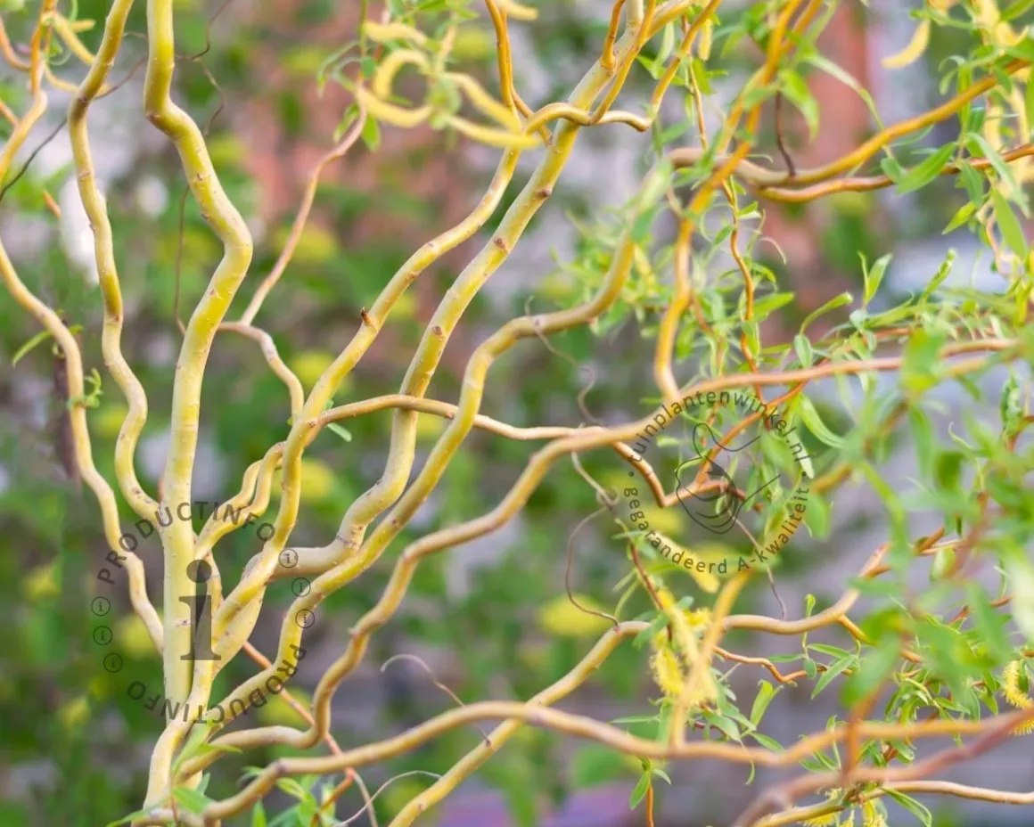 Salix babylonica 'Tortuosa' - XL