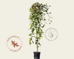Salix caprea 'Kilmarnock' - 120 cm stam