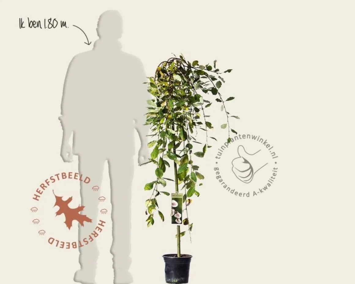 Salix caprea 'Kilmarnock' - 120 cm stam