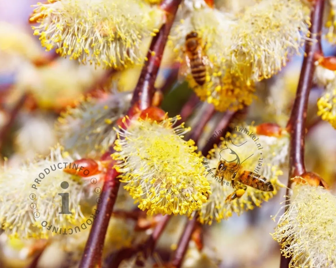 Salix caprea 'Kilmarnock' - 120 cm stam