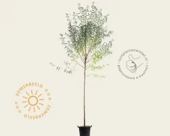 Salix fragilis