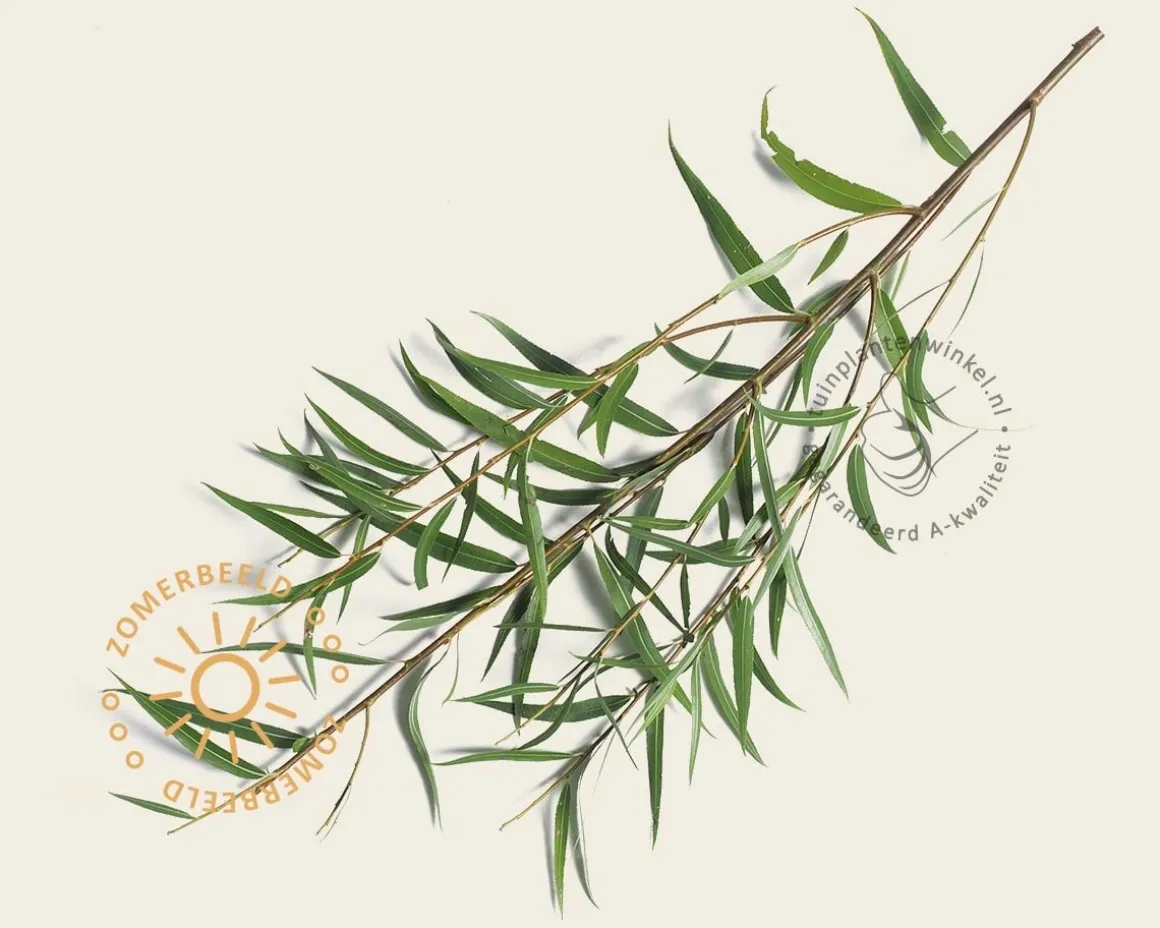 Salix fragilis