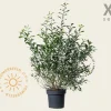 Salix gracilistyla 'Mount Aso' - XL