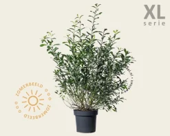 Salix gracilistyla 'Mount Aso' - XL