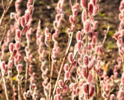 Salix gracilistyla 'Mount Aso' - XL