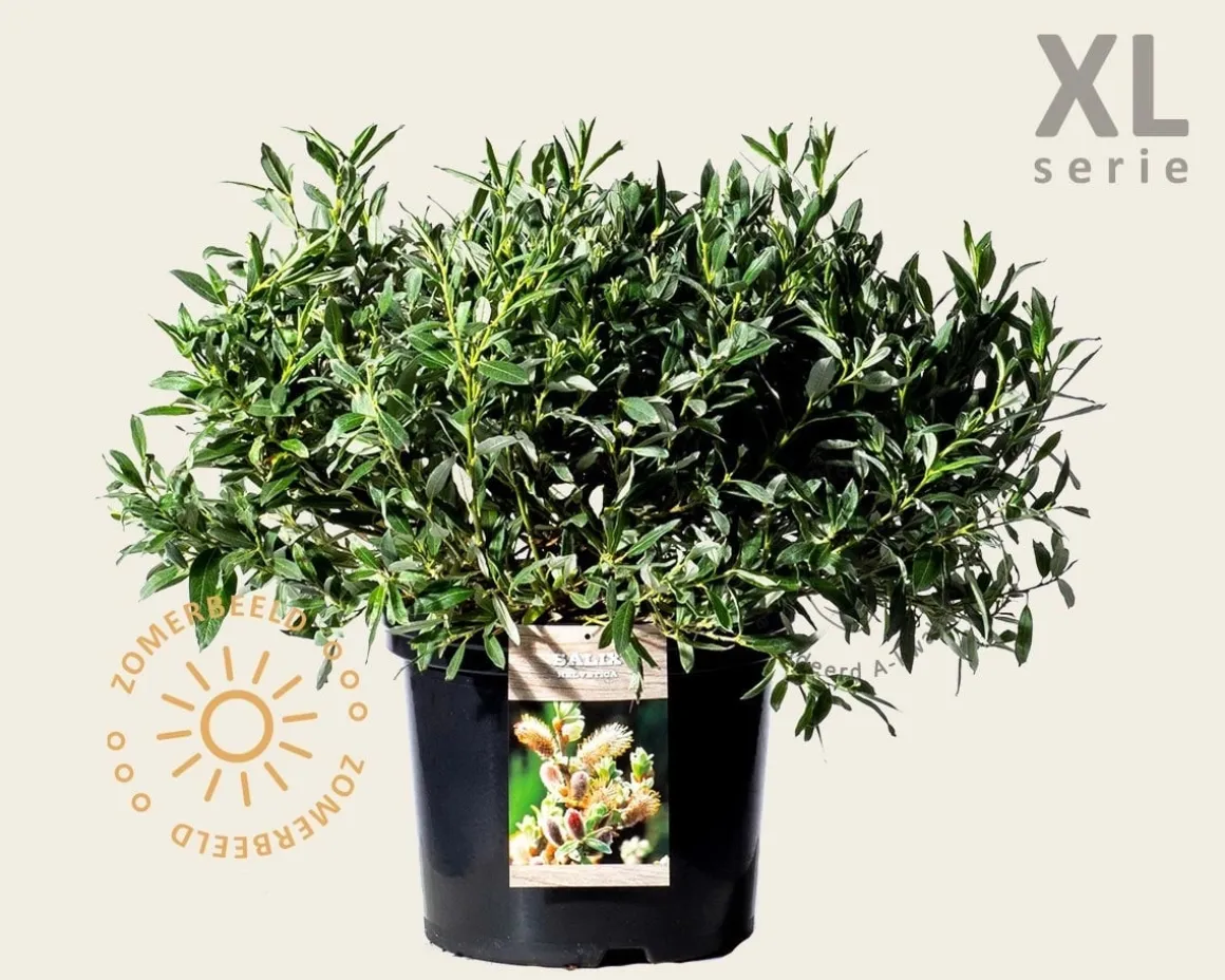 Salix helvetica - XL