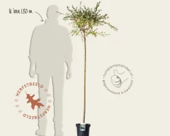 Salix integra 'Hakuro Nishiki' - op stam
