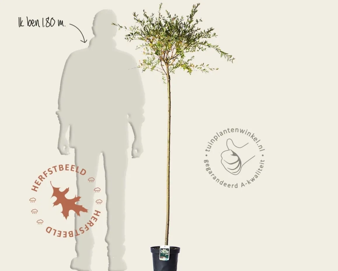 Salix integra 'Hakuro Nishiki' - op stam