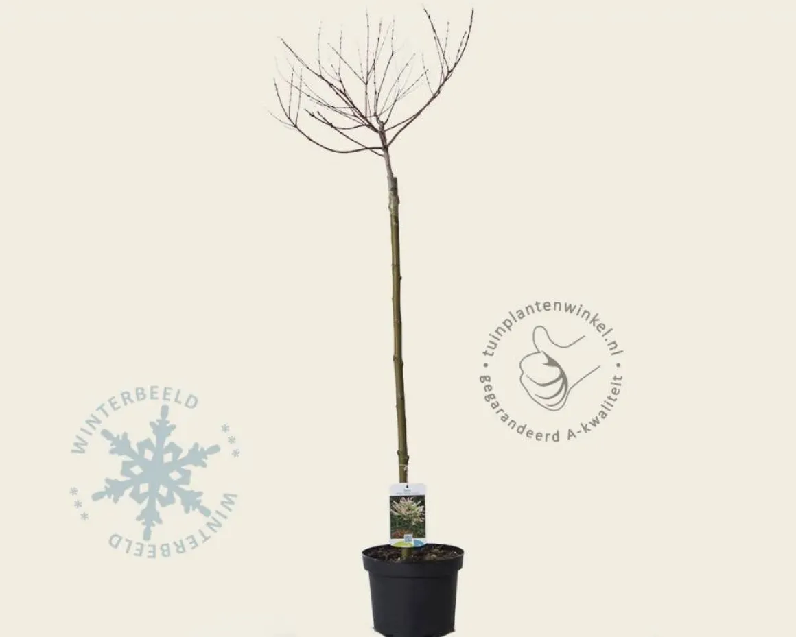 Salix integra 'Hakuro Nishiki' - op stam