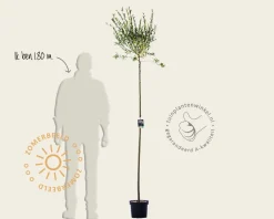 Salix integra 'Hakuro Nishiki' - op stam