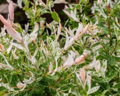 Salix integra 'Hakuro Nishiki' - op stam