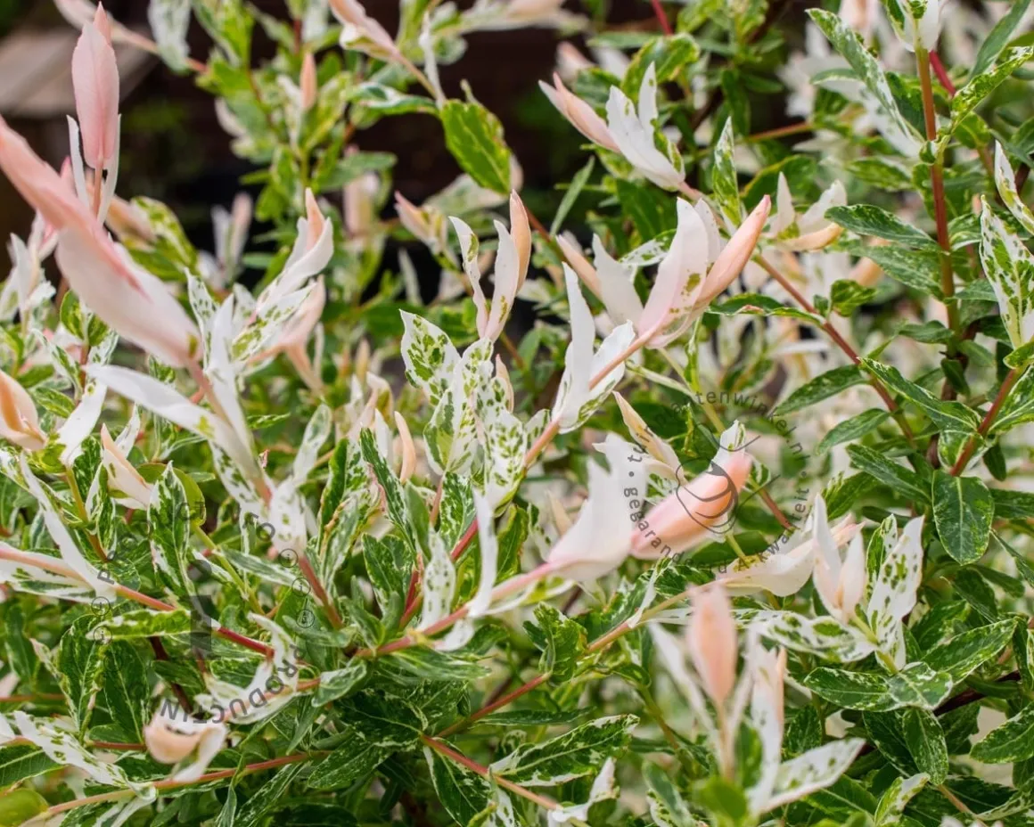 Salix integra 'Hakuro Nishiki' - op stam