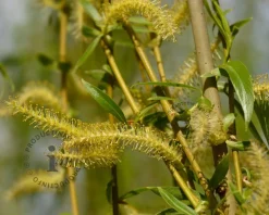 Salix x sepulcralis 'Chrysocoma'