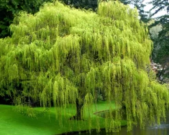 Salix x sepulcralis 'Chrysocoma'
