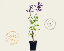 Salvia ‘Amistad’