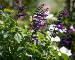 Salvia ‘Amistad’