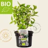 Salvia elegans Puur