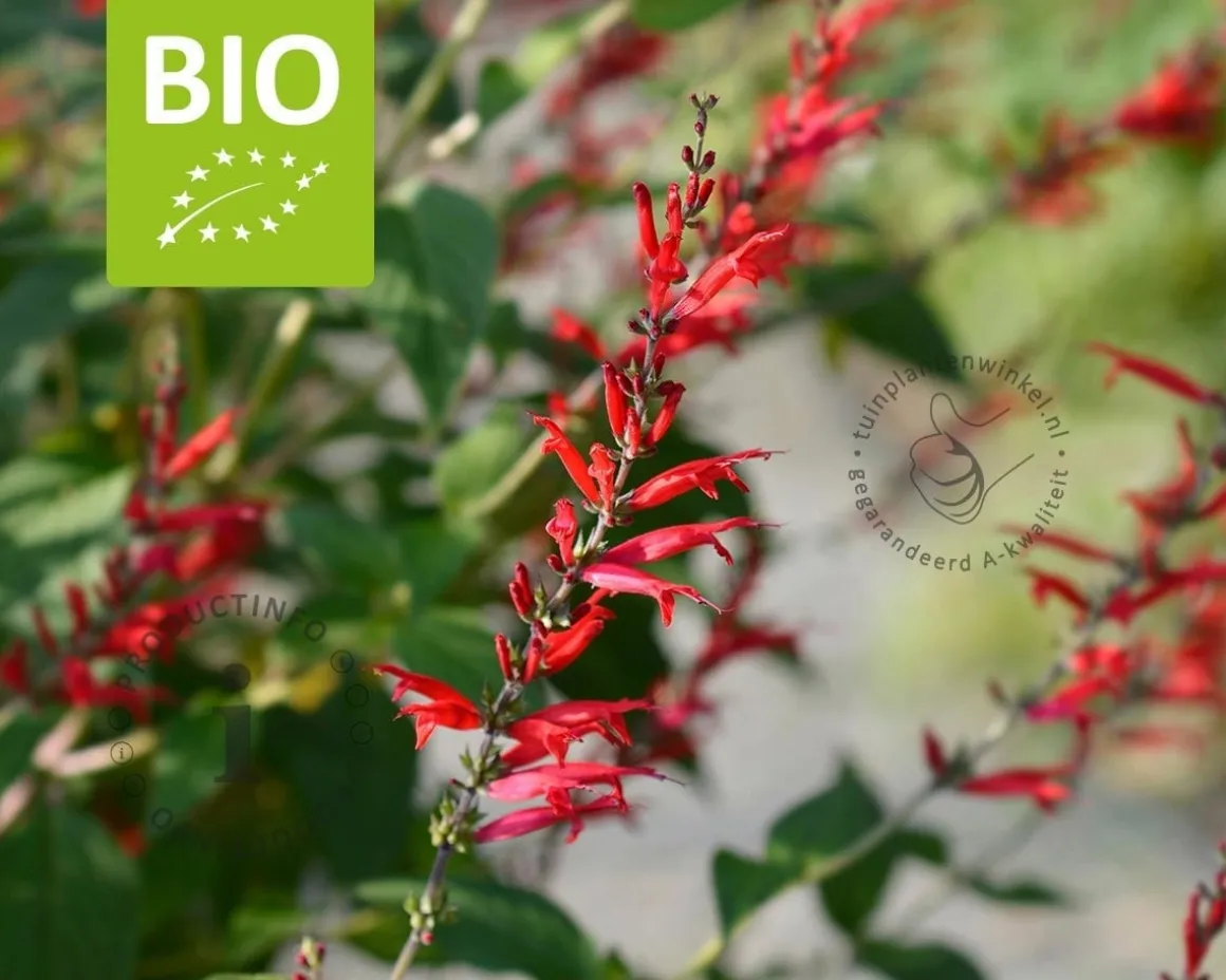 Salvia elegans Puur
