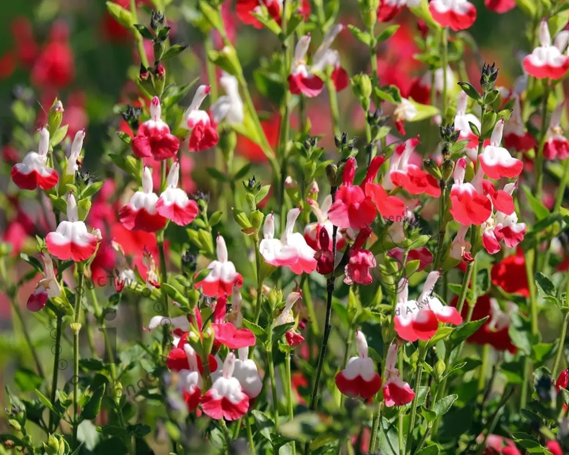 Salvia microphylla 'Hot Lips'