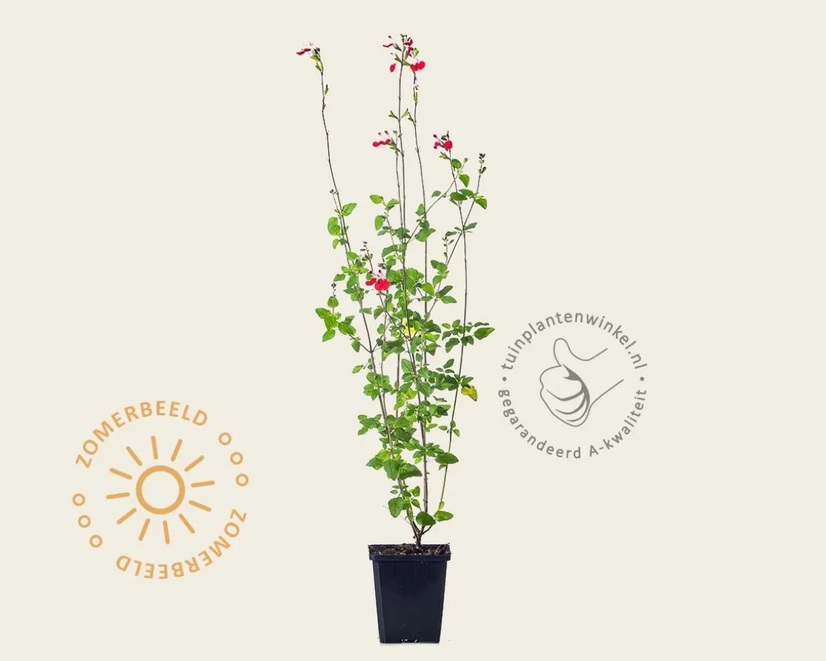Salvia microphylla 'Hot Lips'