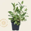 Salvia nemorosa 'Caradonna'