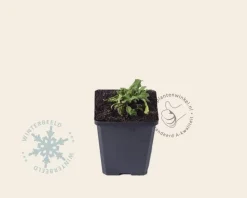 Salvia nemorosa 'Caradonna'