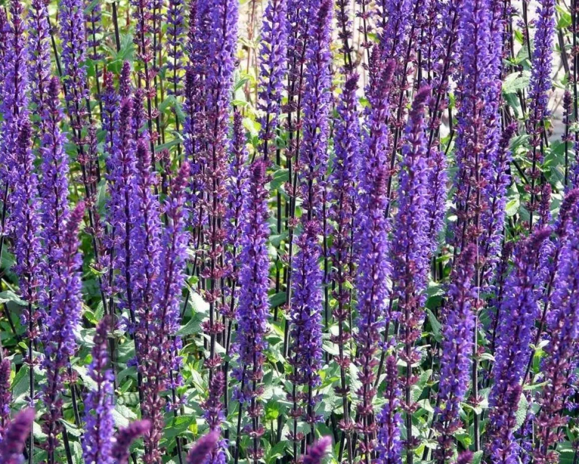Salvia nemorosa 'Caradonna'