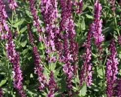 Salvia nemorosa 'Rose Queen'