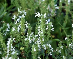 Salvia nemorosa 'Schneehugel'
