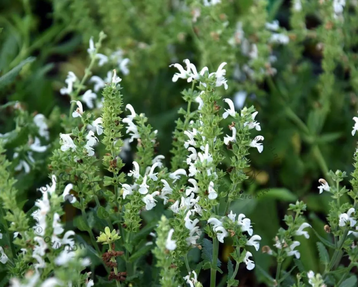 Salvia nemorosa 'Schneehugel'