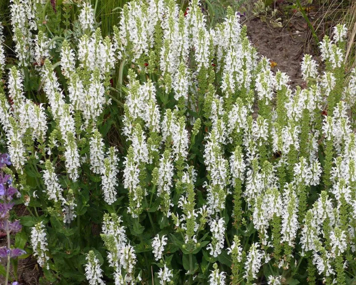 Salvia nemorosa 'Schneehugel'
