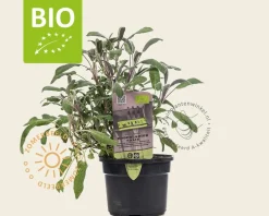 Salvia officinalis 'Purpurascens' Puur