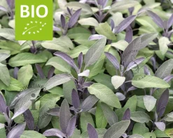 Salvia officinalis 'Purpurascens' Puur