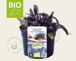 Salvia officinalis 'Purpurascens' Puur