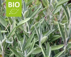 Salvia officinalis Puur