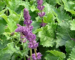 Salvia verticillata 'Purple Rain'