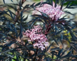 Sambucus nigra 'Black Lace'