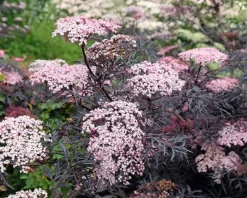 Sambucus nigra 'Black Lace' - XL