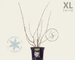 Sambucus nigra 'Black Lace' - XL