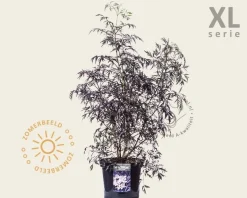 Sambucus nigra 'Black Lace' - XL