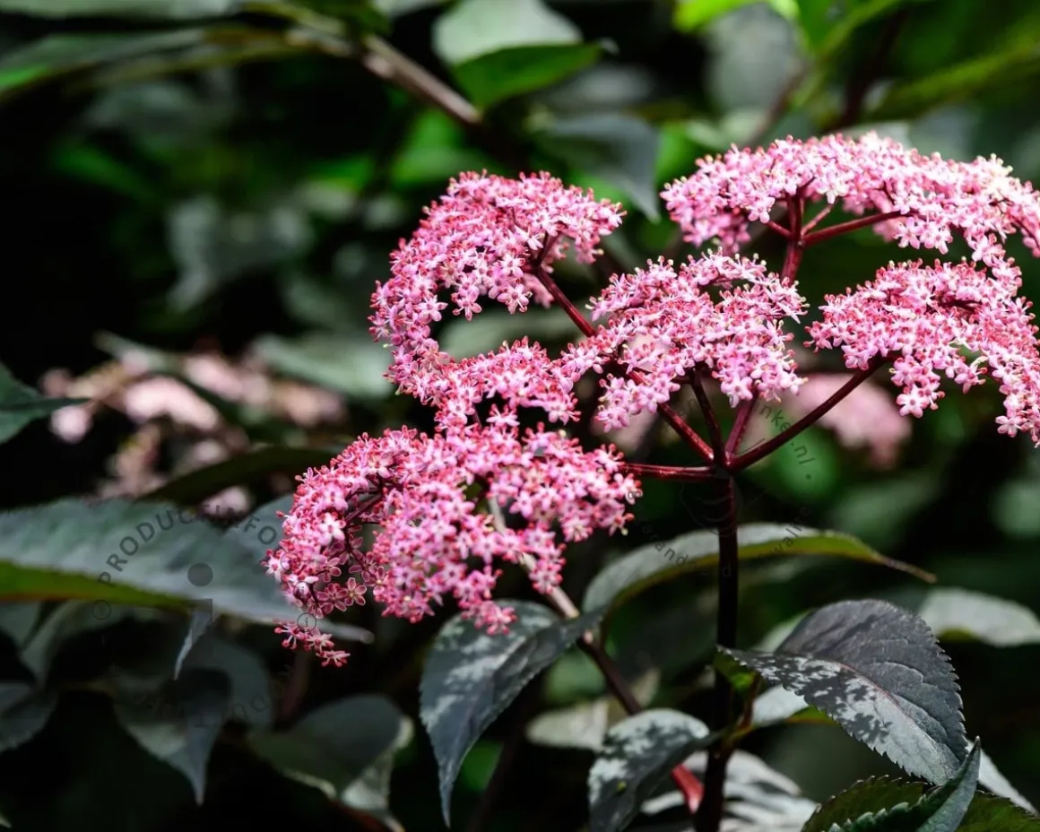 Sambucus nigra 'Black Tower' - XL