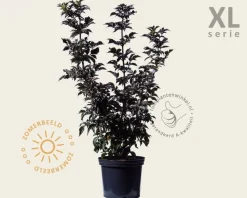 Sambucus nigra 'Black Tower' - XL