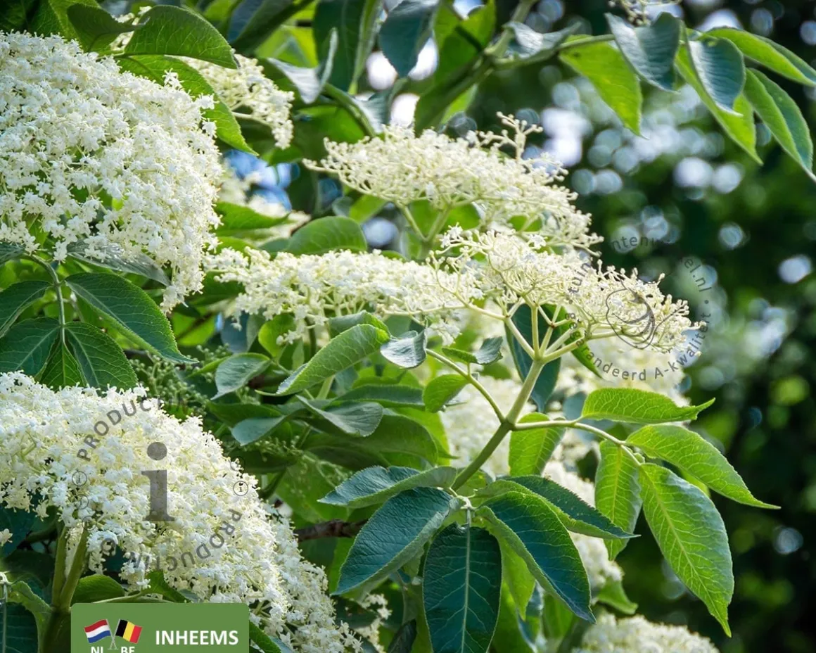 Sambucus nigra - blote wortel
