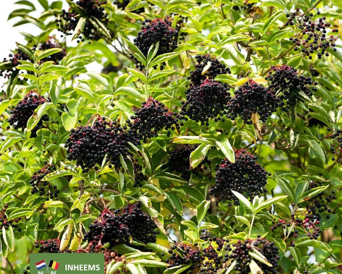 Sambucus nigra - blote wortel